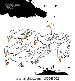 Farm duck and goose in vector. Hand drawn with ink.