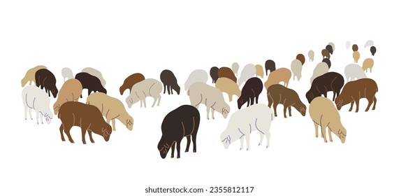 Farm ewes in different colors isolated on white background. Flock of grazing sheep simple vector flat illustration.