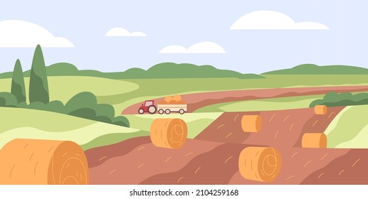 Farm field with hay bales. Dry wheat grass rolls in agriculture grassland. Haystacks and tractor in countryside. Country landscape, panoramic view. Rural scenery panorama. Flat vector illustration