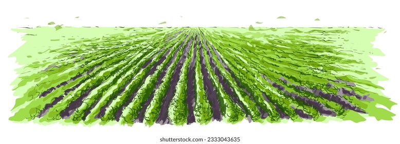 Farm field landscape. Green soybean rows preparation for crops planting. Lines of currants plantation, natural fruit products. Rows of soil, rural countryside perspective. Harvesting ripe strawberries