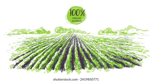 Farm field landscape. Green soybean rows preparation for crops planting. Lines of currants plantation, natural fruit products. Rows of soil, rural countryside perspective. Harvesting ripe strawberries