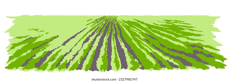 Farm field landscape. Pattern of plowed furrows in preparation for crops planting. Rows of soil, rural countryside perspective horizon view. Watercolor green Vector sketch illustration.