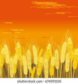 Farm Field of Wheat