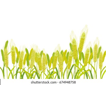 Farm Field of Wheat