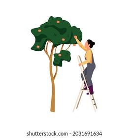 Farm flat icon with female worker standing on ladder and picking apples from tree vector illustration