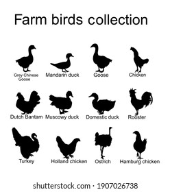 Farm fowl birds collection vector silhouette illustration isolated on white background. Domestic poultry: Turkey, goose, rooster, chicken, hen, duck, ostrich, Chinese goose. Ranch animals organic food