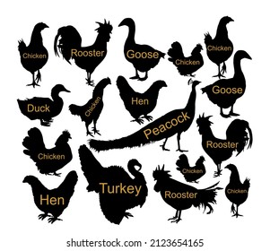 Farm fowl birds collection vector silhouette illustration isolated on blue background. Domestic poultry shape shadow: Turkey, goose, rooster, chicken, hen, duck, peacock. Ranch animals organic food