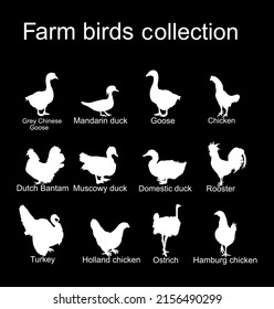 Farm fowl birds collection vector silhouette illustration isolated on black background. Domestic poultry: Turkey, goose, rooster, chicken, hen, duck, ostrich, Chinese goose. Ranch animals organic food