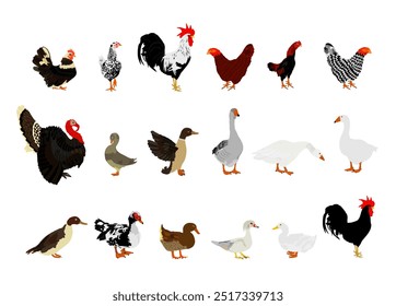 Ilustración vectorial de colección de aves de granja aislada. Aves de corral domésticas: pavo, ganso, gallo, pollo, gallina, pato, ganso chino. Animales domésticos de rancho alimentos orgánicos. Agricultura tradicional del pueblo. 