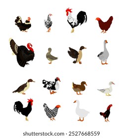 Ilustración vectorial de colección de aves de granja aislada. Aves de corral domésticas: pavo, ganso, gallo, pollo, gallina, pato, ganso chino. Animales domésticos de rancho alimentos orgánicos. Agricultura tradicional del pueblo. 