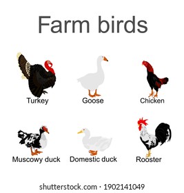 Farm fowl birds vector illustration isolated on white background. Domestic poultry: Turkey, goose, rooster, chicken, duck vector. Ranch animals.