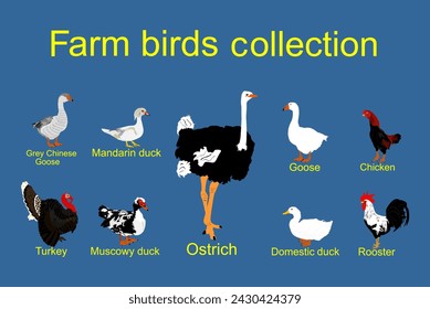 Farm fowl birds vector illustration isolated on blue background. Domestic poultry: Turkey, goose, rooster, chicken, duck, ostrich, Chinese goose vector. Ranch animals organic food.