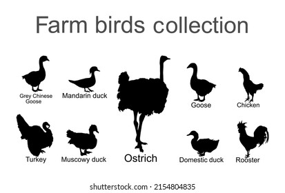 Farm fowl birds vector silhouette illustration isolated on white background. Domestic poultry: Turkey, goose, rooster, chicken, duck, ostrich, Chinese goose vector. Ranch animals organic food.