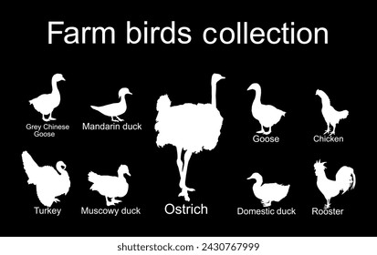 Farm fowl birds vector silhouette illustration isolated on black background. Domestic poultry: Turkey, goose, rooster, chicken, duck, ostrich, Chinese goose vector. Ranch animals organic food.