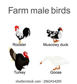 Farm fowl male birds vector silhouette illustration isolated on white. Domestic poultry: Turkey, goose, rooster chicken, muscowy duck. Ranch animals. Organic food symbol. Butcher shop restaurant sign.