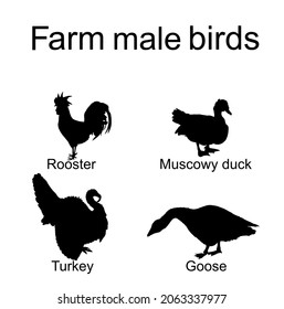 Farm fowl male birds vector silhouette illustration isolated on white. Domestic poultry: Turkey, goose, rooster chicken, muscowy duck. Ranch animals. Organic food symbol. Butcher shop restaurant sign.