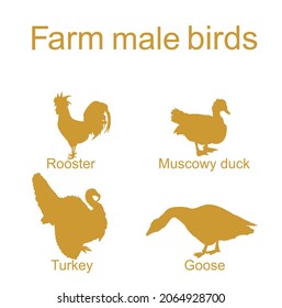 Farm fowl male birds vector silhouette illustration isolated on white. Domestic poultry: Turkey, goose, rooster chicken, muscowy duck. Ranch animals. Organic food symbol. Butcher shop restaurant sign.