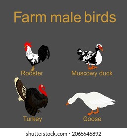 Farm fowl male birds vector silhouette illustration isolated on gray. Domestic poultry: Turkey, goose, rooster chicken, muscowy duck. Ranch animals. Organic food symbol. Butcher shop restaurant sign.