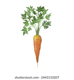 Farm fresh carrot vegetable. Realistic vector illustration.  Cartoon food art
