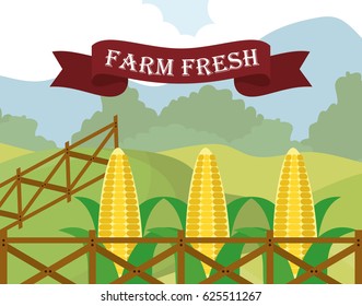 farm fresh corn food diet