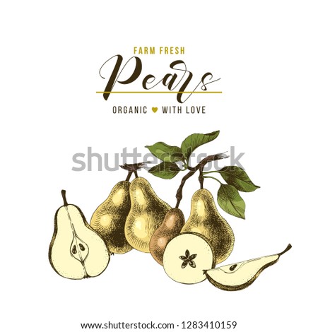 Farm fresh pears background with hand drawn ripe fruits. Vector illustration