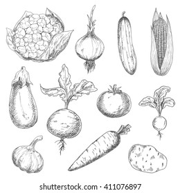 Farm fresh sweet corn, carrot and beetroot, ripe tomato and cauliflower, spicy onion, garlic and radish, tasty potato and eggplant, succulent cucumber vegetables sketches. Engraving stylized veggies