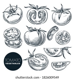 Farm fresh tomato, isolated on white background. Sketch vegetables vector illustration. Sliced salad veggie ingredient. Hand drawn agriculture harvest isolated design elements