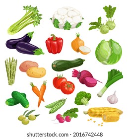 Farm fresh vegetables big set. Collection of veggies icons. Best for menu and package designs. Vector illustrations isolated on white background.