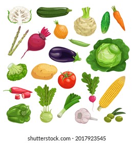 Farm fresh vegetables big set. Collection of veggies icons. Best for menu and package designs. Vector illustrations isolated on white background.