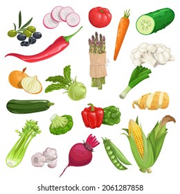 Farm fresh vegetables big set. Collection of veggies icons. Best for menu and package designs. Vector illustrations isolated on white background.