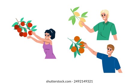 farm fruit picking  vector.  tree pick, garden field, hand orchard farm fruit picking character. people flat cartoon illustration