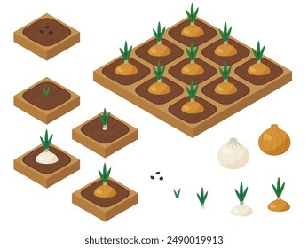 Farm game growing onion illustration_isometric