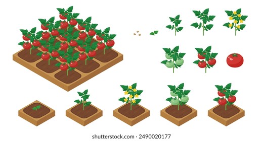 Landwirtschaftliches Wild, das Tomaten anbaut Illustration_isometrisch