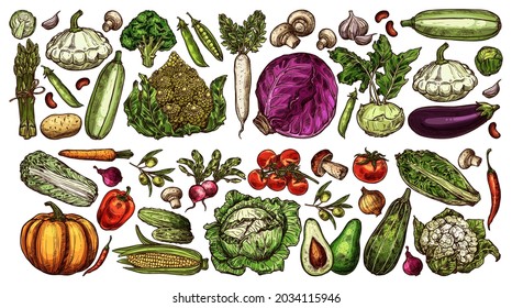 Farm and garden vegetable sketches. Hand drawn vector cabbage, cauliflower and asparagus, pumpkin, pattypan squash and eggplant, tomato, mushrooms and olives, radish, cucumbers and peppers, avocado