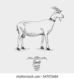 farm goat engraved, hand drawn vector illustration in woodcut scratchboard style, vintage drawing domestic animal.