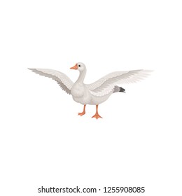 Farm goose standing with wide open wings. Bird with gray feathers, long neck, orange beak and legs. Flat vector icon