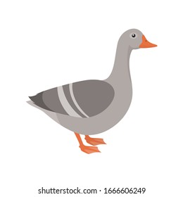 farm gray goose. Isolated vector illustration