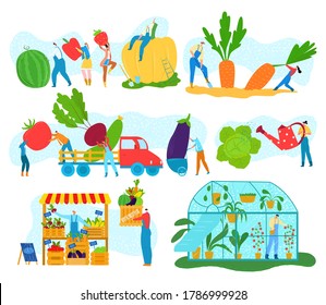 Farm harvest of organic vegetables, tiny people gathering crops or agriculture vector illustrations set. Farming, harvesting, collecting vegetables, green house and farmers market with crop.