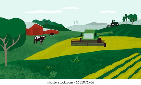 Farm land with combine harvester, cows in pasture, tractor and agricultural field. Background for agriculture, livestock or dairy company. Countryside landscape vector illustration for flyer, layout.