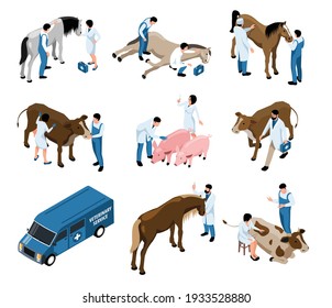 Farm Livestock Veterinary Isometric Set With Large Animal Vet Examines Cattle Pig Horses Cows Patients Vector Illustration