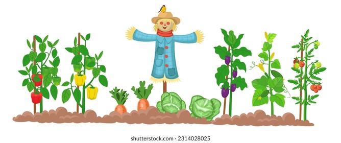 Farm panorama with garden with vegetables on the beds, and scarecrow on a white background .  Big scene for kids. Vector illustration in cartoon style.  