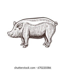 Farm pig animal sketch, isolated pork on the white background. Vintage style. Vector illustration.