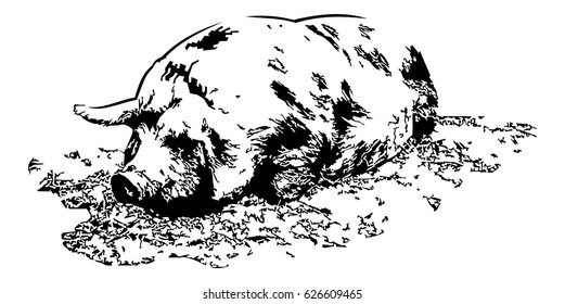 Farm pig. Computer imitation of a hand drawn sketch. Vector clip art.