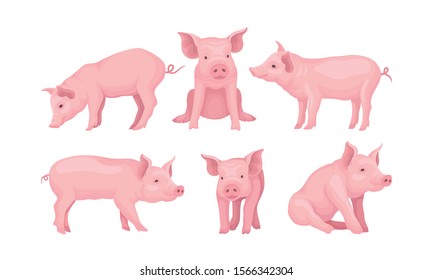 Farm Pig In Different Poses Vector Set