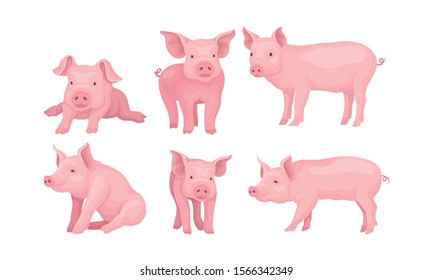 Farm Pig In Different Poses Vector Set