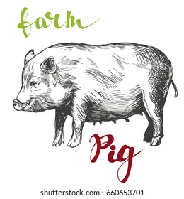 farm, pig hand drawn vector illustration realistic sketch