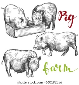 farm, pig set  hand drawn vector illustration realistic sketch