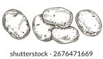 farm potato set. vector illustration in sketch style

