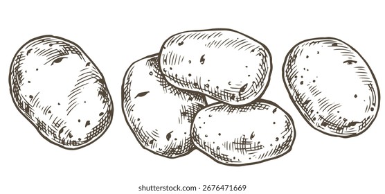 Conjunto de patatas de granja. Ilustración vectorial en estilo de boceto
