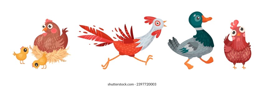 Farm Poultry Birds and Feathered Winged Animal Vector Set